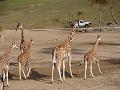 Giraffe Family-1